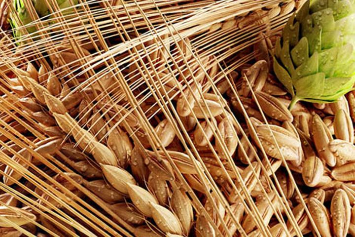 啤酒原料麦芽--豪鲁啤酒设备供应商 啤酒原料麦芽--豪鲁啤酒设备供应商